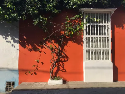 Bright orange wall with a vine and white window in Cartagena's sunny street.